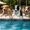 perros y piscinas